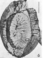 Helicosphaera perch-nielseniae 2351