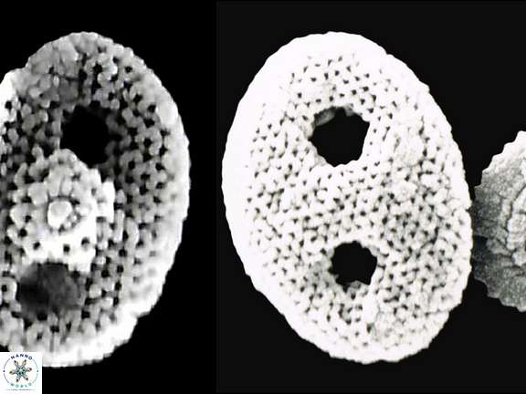 H ponticulifera 5
