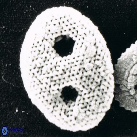 H ponticulifera 6