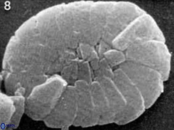 Retecapsa primitiva 8705