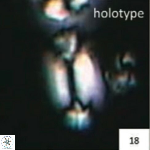 Helicosphaera prinscei 436