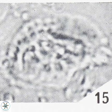 Helicosphaeroides reticulata VR 32921