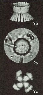 Heliolithus riedelii 61256
