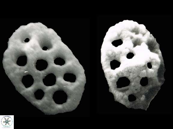 H schilleri 1