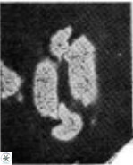 Helicosphaera scissura 339