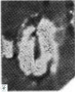 Helicosphaera scissura 339
