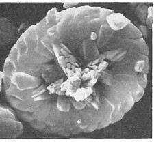 Retecapsa sinuosa 13893