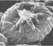 Retecapsa sinuosa 13893