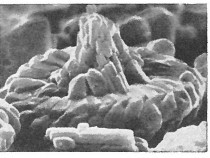 Retecapsa sinuosa 13893