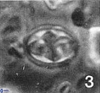 Aktasia turonicus 12395