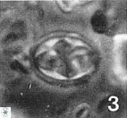 Aktasia turonica 12395