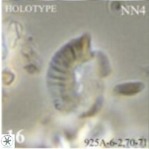 Helicosphaera theodoridisiis 1924