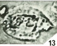 Helicosphaera truncata 361