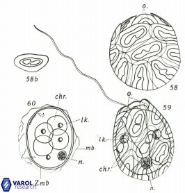 Helicosphaera wallichii S12 1