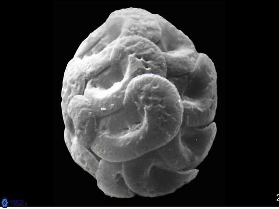 H wallichii coccosphere a