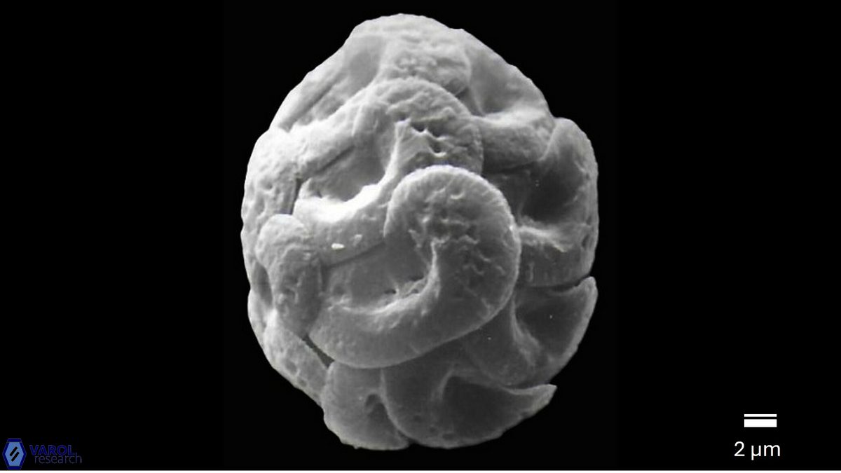 H wallichii coccosphere a