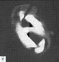 Helicosphaera waltrans 385