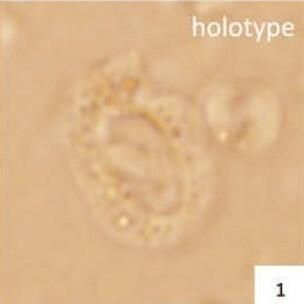 Helicosphaera watkinsii 1887