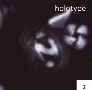 Helicosphaera watkinsii 1887