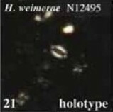 H weimerae
