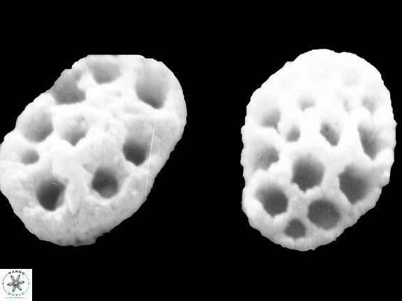 H schilleri 2