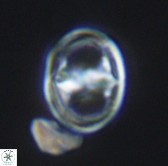 Hattneria konyae 11723