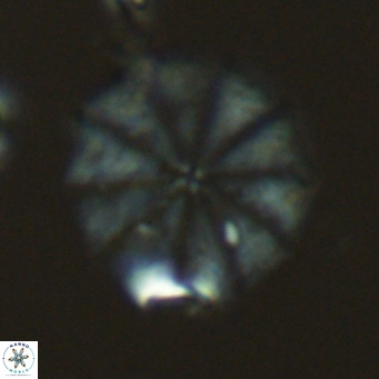 Hayaster perplexsus VR 03437