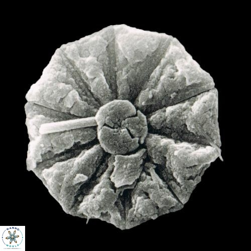 Hayaster perplexus 1466 18