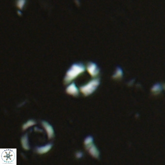 Hayella elliptica VR 02788
