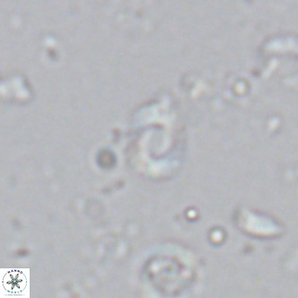 Hayella elliptica VR 02792