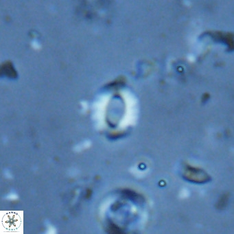 Hayella elliptica VR 02793