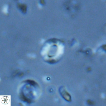 Hayella elliptica VR 02794