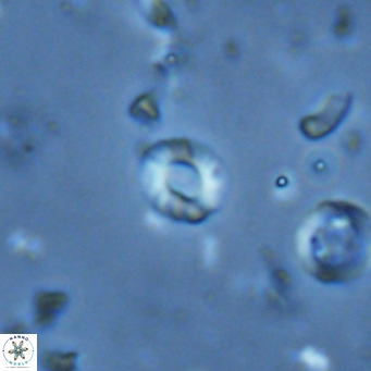 Hayella elliptica VR 02795