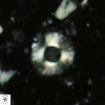 Hayella simplex VR 02675