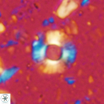 Hayella simplex VR 02676