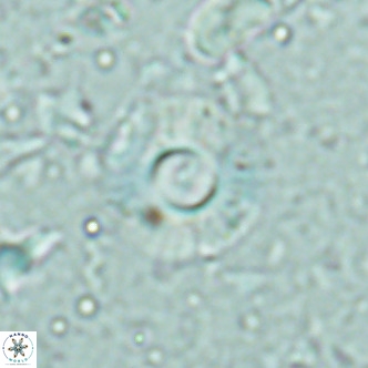 Hayella simplex VR 02677