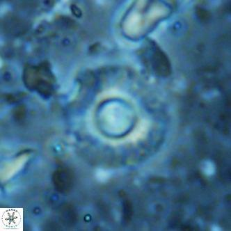 Hayella simplex VR 02678