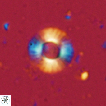 Hayella simplex VR 02779