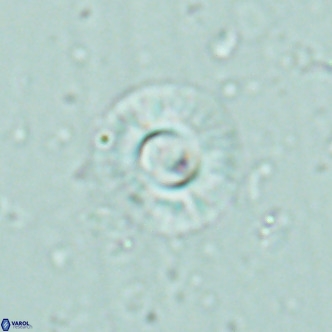 Hayella simplex VR 02780