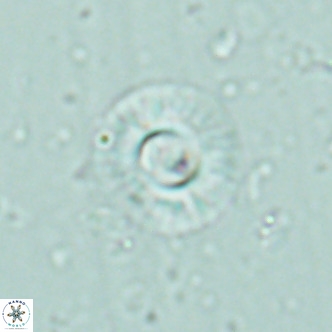Hayella simplex VR 02780