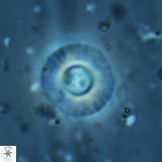 Hayella simplex VR 02781