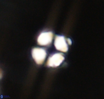 Hayella simplex VR 33885