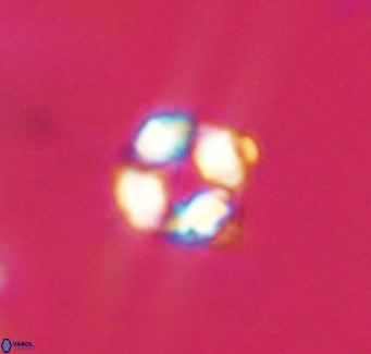 Hayella simplex VR 33886