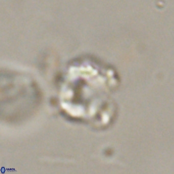 Hayella simplex VR 33887