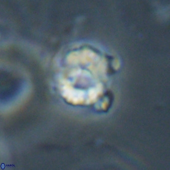 Hayella simplex VR 33888