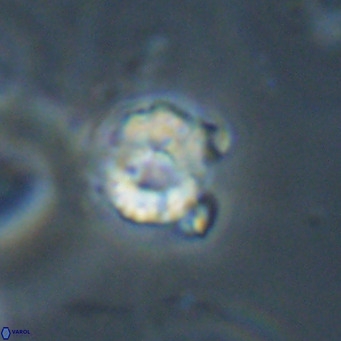 Hayella simplex VR 33889