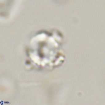 Hayella simplex VR 33890