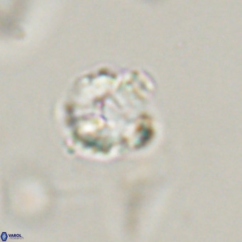 Hayella simplex VR 33891