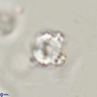 Hayella simplex VR 33892