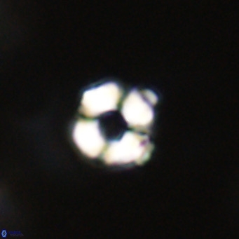 Hayella simplex VR 33893